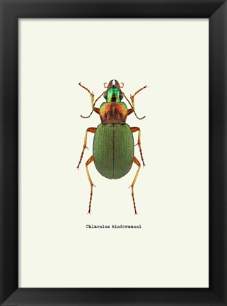 Framed Beetle Green Print