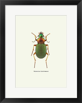 Framed Beetle Green Print