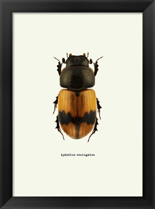 Framed Beetle Orange Print