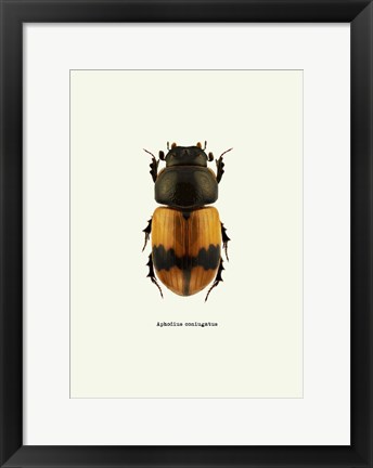 Framed Beetle Orange Print