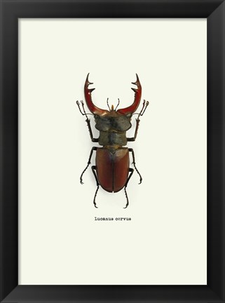 Framed Beetle Red Print