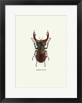 Framed Beetle Red Print