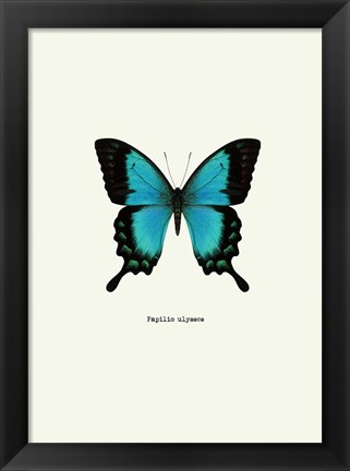 Framed Blue Butterfly Print