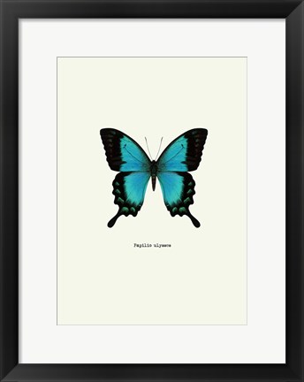 Framed Blue Butterfly Print