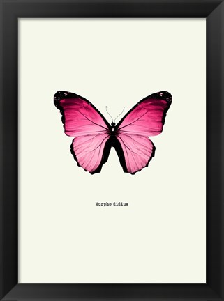 Framed Pink Butterfly Print