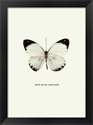 Framed White Butterfly Print