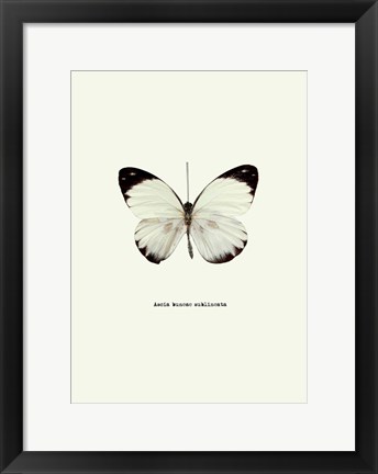 Framed White Butterfly Print