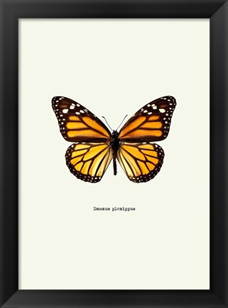 Framed Yellow Butterfly Print