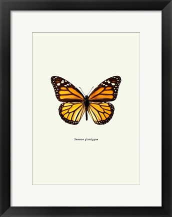 Framed Yellow Butterfly Print