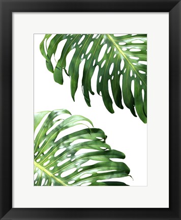 Framed Double Philodendron (color) Print