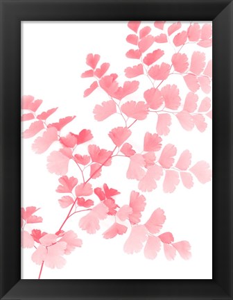 Framed Pink Maidenhair Print