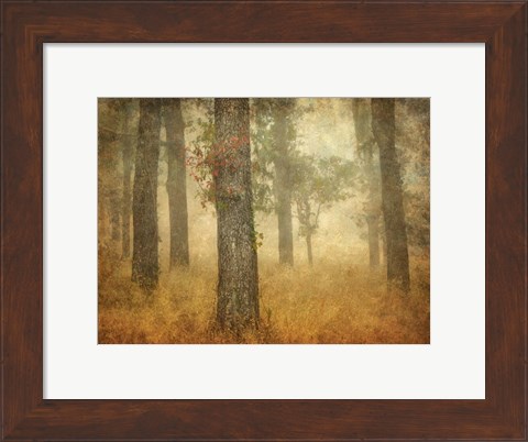 Framed Oak Grove in Fog Print