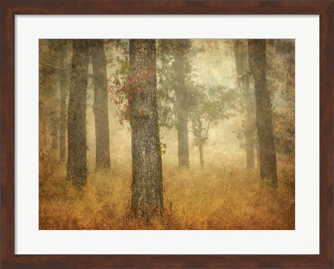 Framed Oak Grove in Fog Print