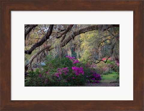 Framed Oaks and Azaleas Print