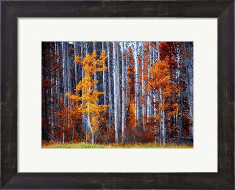 Framed Autumn Birches Print