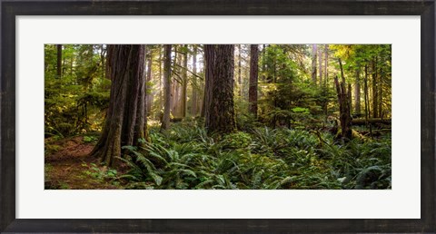 Framed Cathedral Forest Print