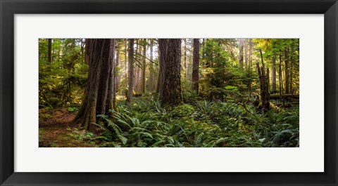 Framed Cathedral Forest Print