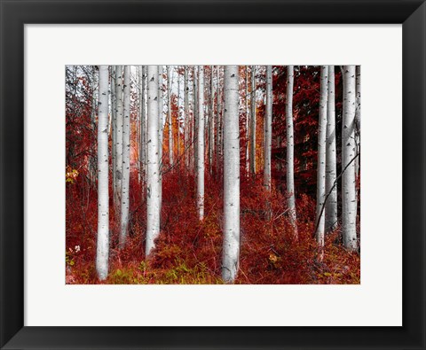 Framed Fall Birches Print