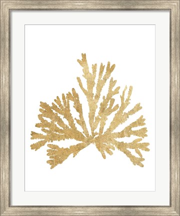 Framed Pacific Sea Mosses IV Gold Print