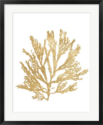 Framed Pacific Sea Mosses I Gold Print