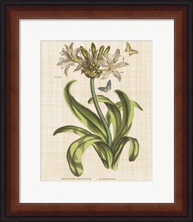 Framed Herbal Botany XX Butterfly Linen Crop Print