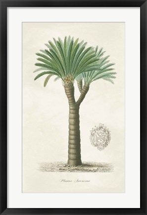 Framed Palm Tree Cycas Crest Print