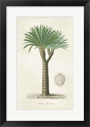 Framed Palm Tree Cycas Crest Print