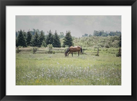 Framed Sun Drenched II Print