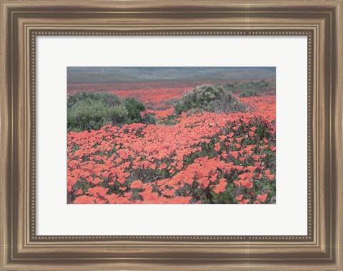 Framed California Blooms II Print