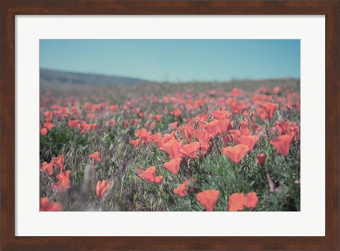 Framed California Blooms I Print