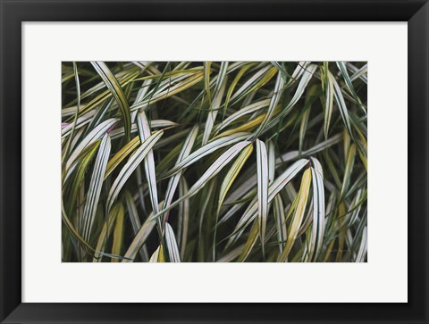 Framed Leafy IV Print