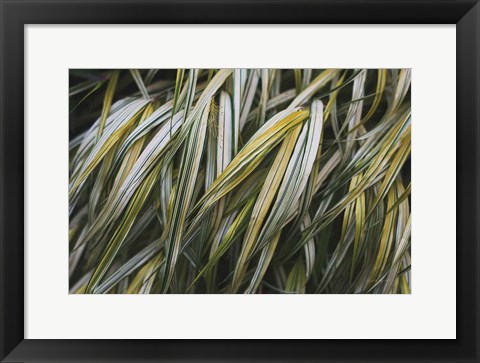 Framed Leafy III Print