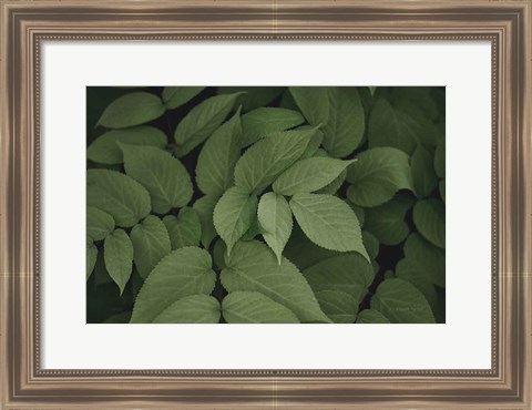 Framed Leafy I Print