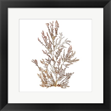 Framed Pacific Sea Mosses XVI White Sq Print