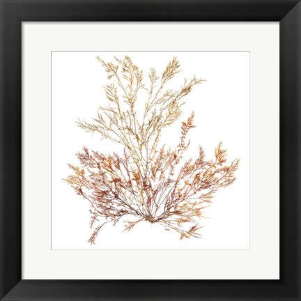 Framed Pacific Sea Mosses XV White Sq Print