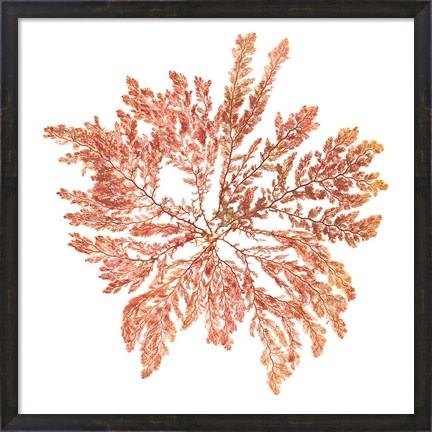 Framed Pacific Sea Mosses IV White Sq Print