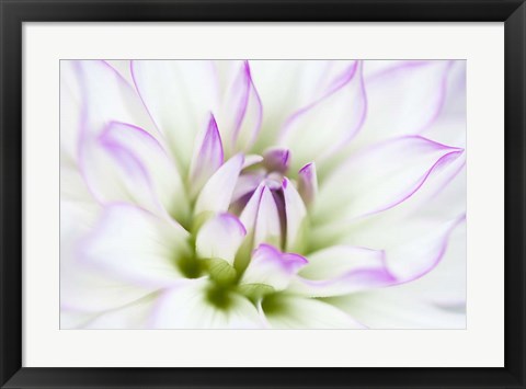 Framed Dahlia Print