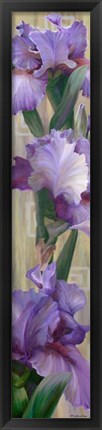 Framed Iris II Print