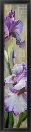 Framed Iris III Print