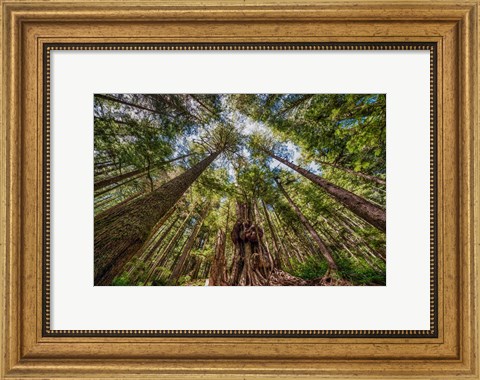 Framed Avatar Grove Canopy Print