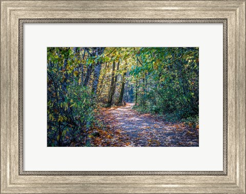 Framed Fall Colours Print