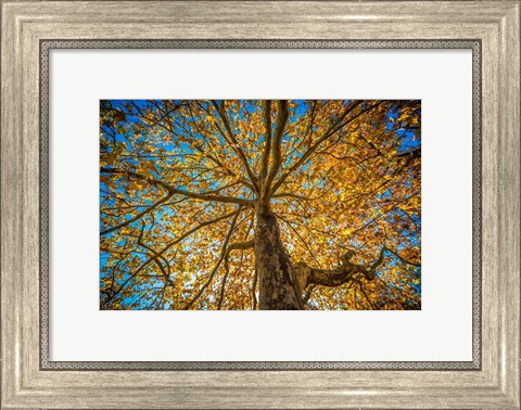 Framed Fall Tree Print