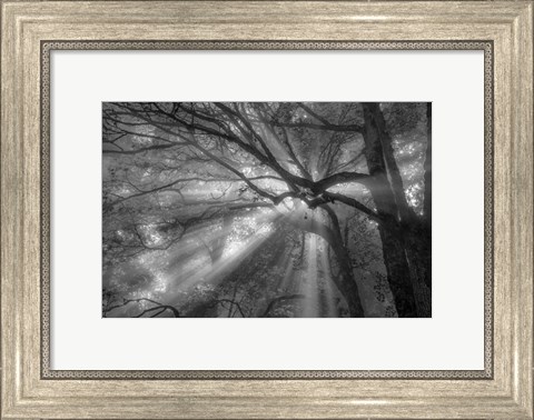 Framed Forest Fog Print