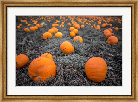 Framed Sea of Pumpkins Print