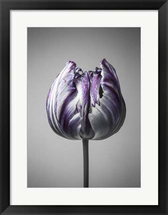 Framed Baroque 5 Print