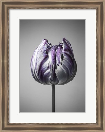 Framed Baroque 5 Print