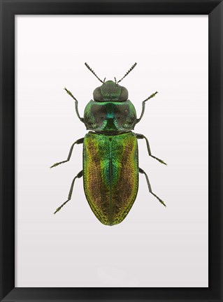 Framed Beetle 1 Print