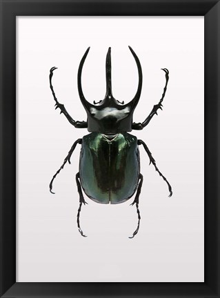 Framed Beetle 2 Print