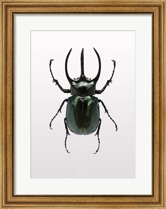 Framed Beetle 2 Print