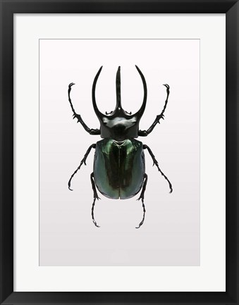 Framed Beetle 2 Print